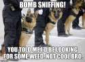 Bomb sniffing.jpg