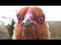 Chicken.jpg