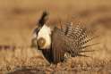 Gunnison_Sage_Grouse_1146.jpg