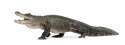 Alligator.jpg