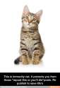 immunity_cat.jpg