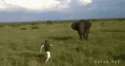 Man Gets Trampled by Giant Cow.gif