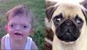 Pug.jpg