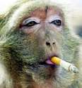 Smoking_monkey.jpg