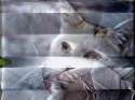 cat1.gif