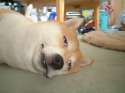 dogz.jpg