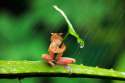 o-FROG-UMBRELLA-1-facebook.jpg
