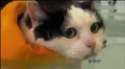 cat swimming.jpg