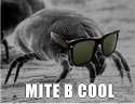 mite.jpg