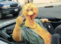 Bigbird.png