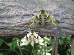 leaf moth.jpg