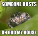 spiderbro01.jpg