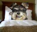 dawg00998.jpg