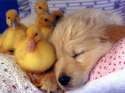 sleepingpuppy7.jpg