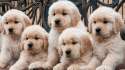 golden_retriever_puppies_1b6eqa3-1b6es6r.jpg