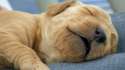 sleepingpuppy_1458691237031_3320353_ver1.0_640_360.jpg