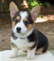 miles-the-pembroke-welsh-corgi_65744_2012-05-08_w450.jpg
