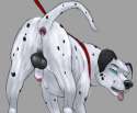 Dalmation.jpg