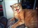 crazy_cat_zps80ec74eb.jpg