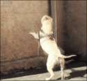 Spider-Dog.gif