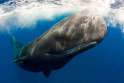 Sperm whale 2.jpg