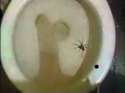 spider.jpg