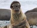 sealguy.jpg