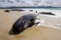 beachedwhales5_gallery__470x312.jpg