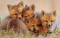 babufoxes2_3243677b.jpg