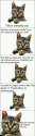 immunitycat.jpg