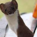 stoat.jpg