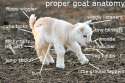 gote.png