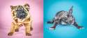 poopies.png