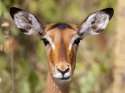 Antelope_Head_On_0213.jpg