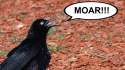 MOAR bird.jpg