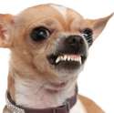 7SLB_AngryDog.jpg
