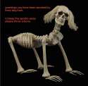 spooks the dog.jpg