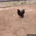 1466714006359.gif