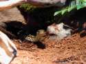 smolsnek.jpg