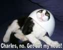 juggercat.jpg