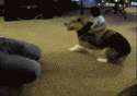 81735588.gif