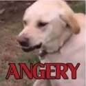 maddoggo.jpg