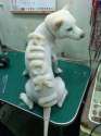 dog-fucku.jpg