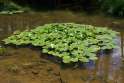 Nuphar_lutea_01_by-dpc.jpg