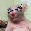 rato.png