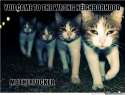 cat gang.jpg
