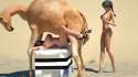 CamelShow15.jpg
