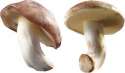 mushroom.jpg