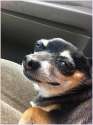 pup.jpg