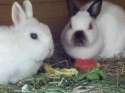 awww.jpg
